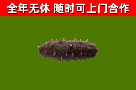 仓山回收海参干
